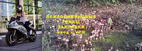 ГАЛЛЮЦИНОГЕННЫЕ ГРИБЫ Аркадак